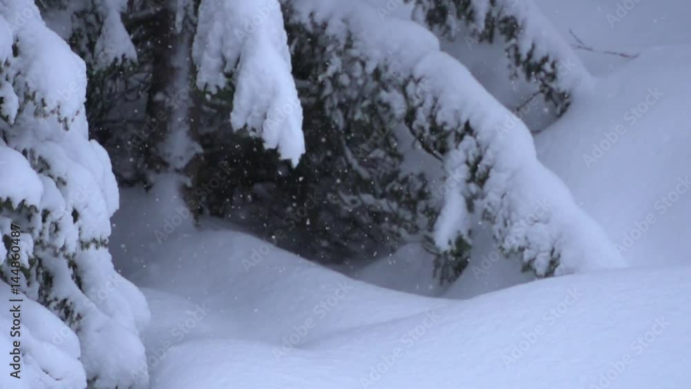 Slow motion of falling snow in a forest Slow motion of falling snow in a forest