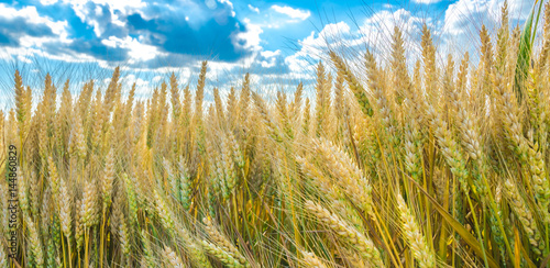 Fototapeta Naklejka Na Ścianę i Meble -  Organic ripe wheat against blue sky