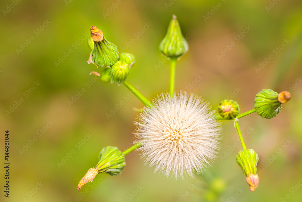 Fototapeta premium Dandelion Flower Blooming