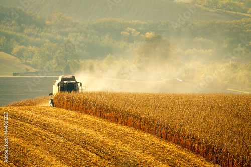 Obraz na płótnie Harvester combine harvesting corn on summer day. w salonie