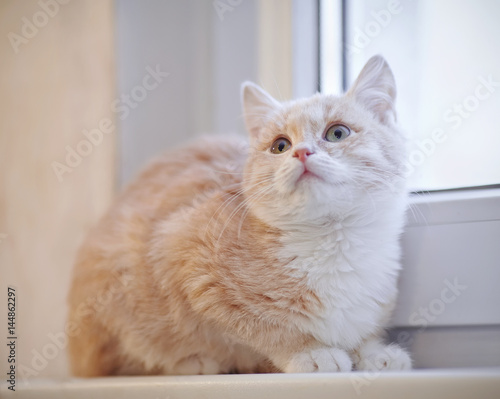 Red kitten on the windowsill