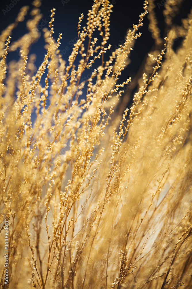 Obraz premium Yellow flowers at sunset.