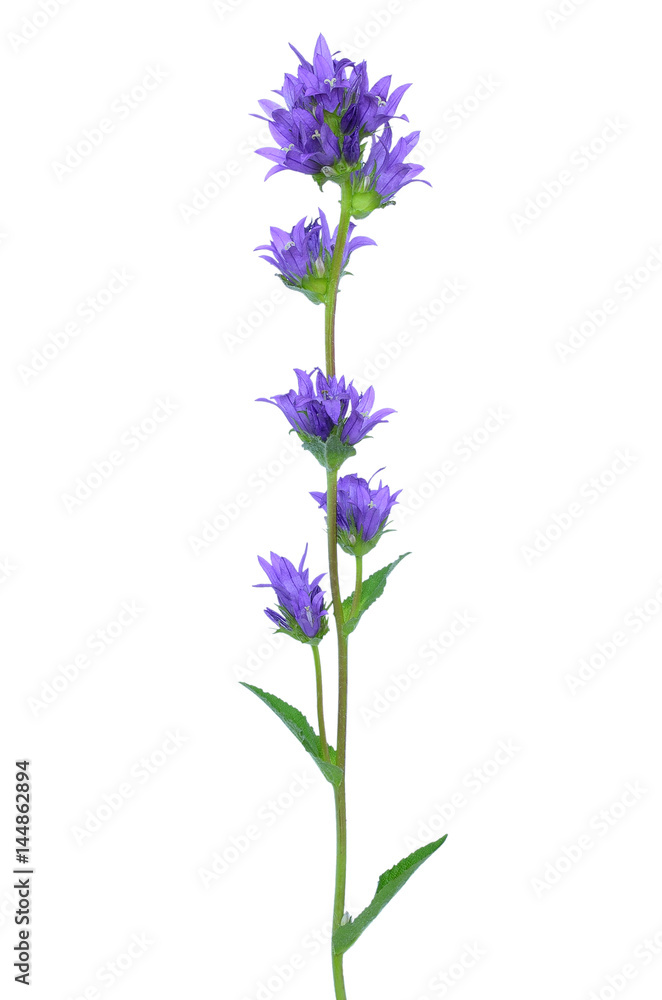 Obraz premium Campanula glomerata flower