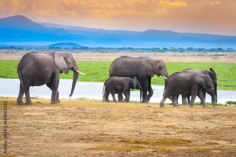 Fototapeta premium Baby elephant