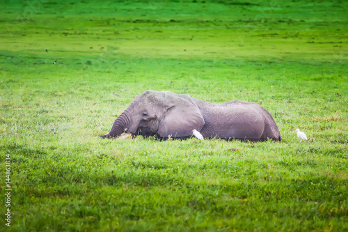 Swimming of an elephant. Af...