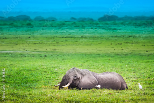 Elephant