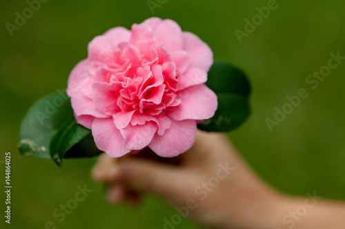 Beautiful pink camellia flower during spring