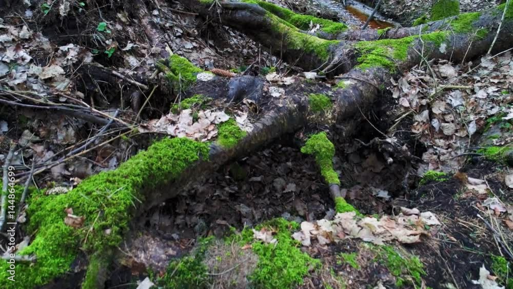 deep in forest at evening deep in forest at evening