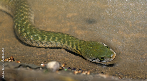 Green snake, Checkered Keelback ( Xenochrophis piscator )