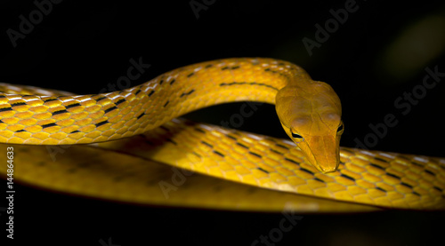 Beautiful yellow snake, Oriental Whip Snake photo