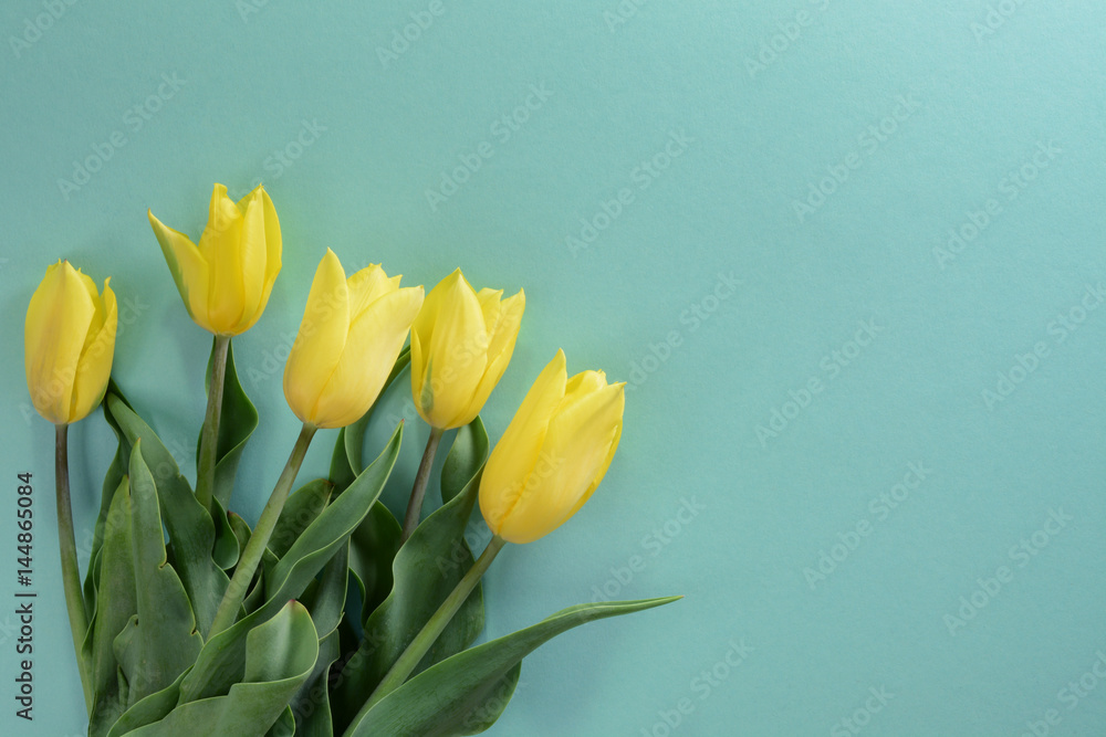 Yellow tulips on a light turquoise background Yellow tulips on a light turquoise background
