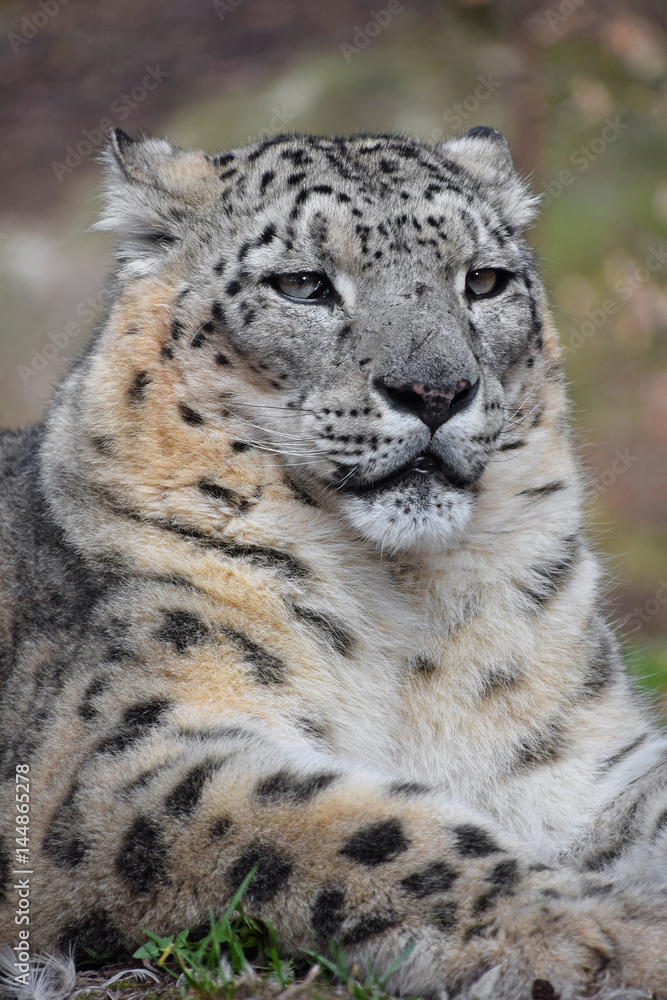 Naklejka premium Close up portrait of snow leopard