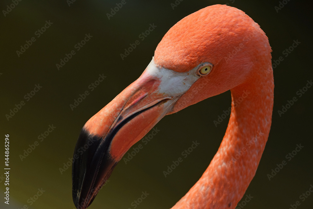 Obraz premium Close up side profile portrait of pink flamingo