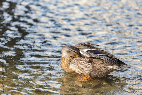 Abacot Ranger duck playing in the river. photo