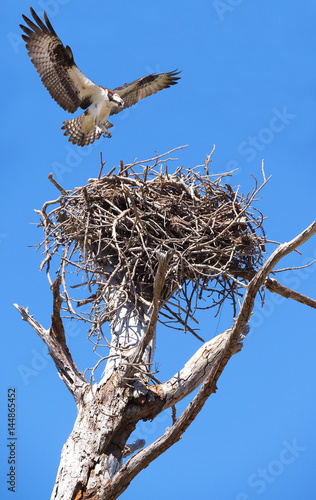 Osprey Landing on It's Nest