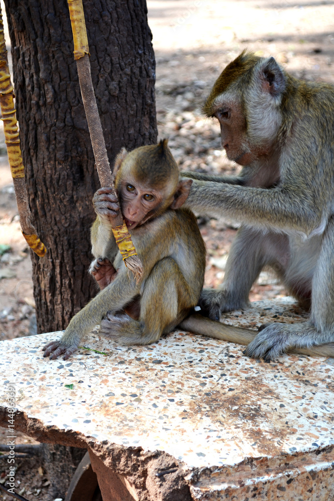 Obraz premium scimmia