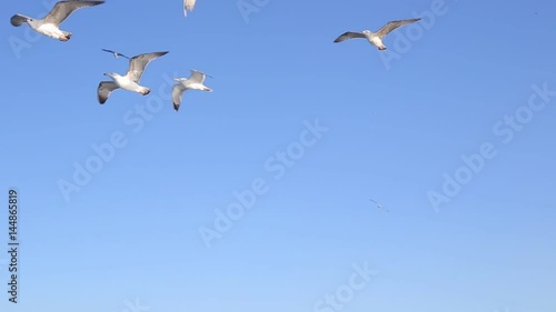 seagulls , seagulls, seagulls