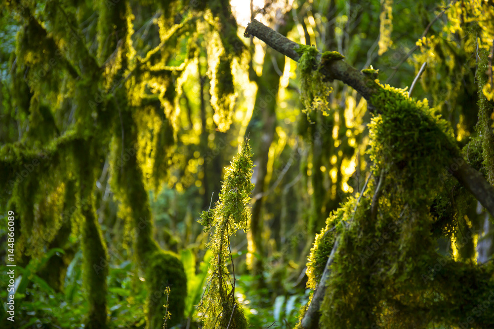 Fototapeta premium Boxwood mossy trees with sunlight