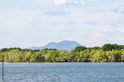 Mangrove forest, view from another side of river. © ijetdo