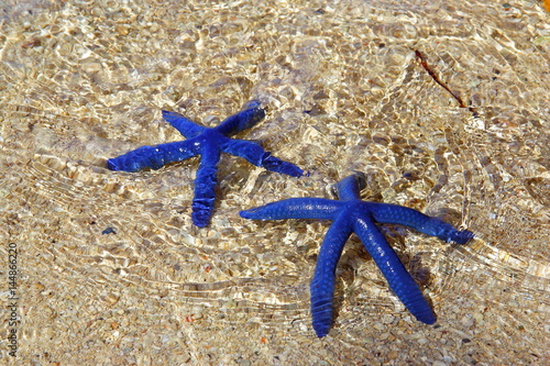 blue starfish, pair of blue star under the water on the rocks photo