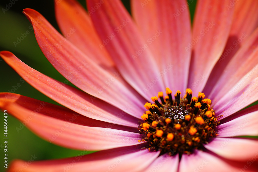 Red flower macro isolated on green background Red flower macro isolated on green background