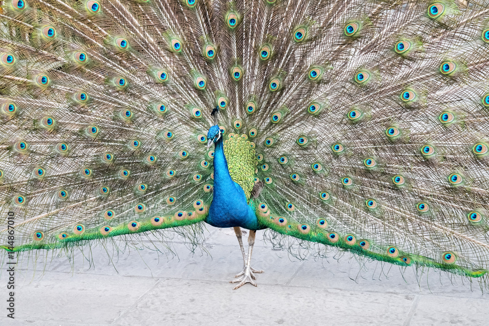 Obraz premium proud as a peacock