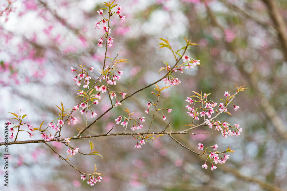Wild himalayan cherry on tree in Thailand in the morning light. Wild himalayan cherry on tree in Thailand in the morning light.