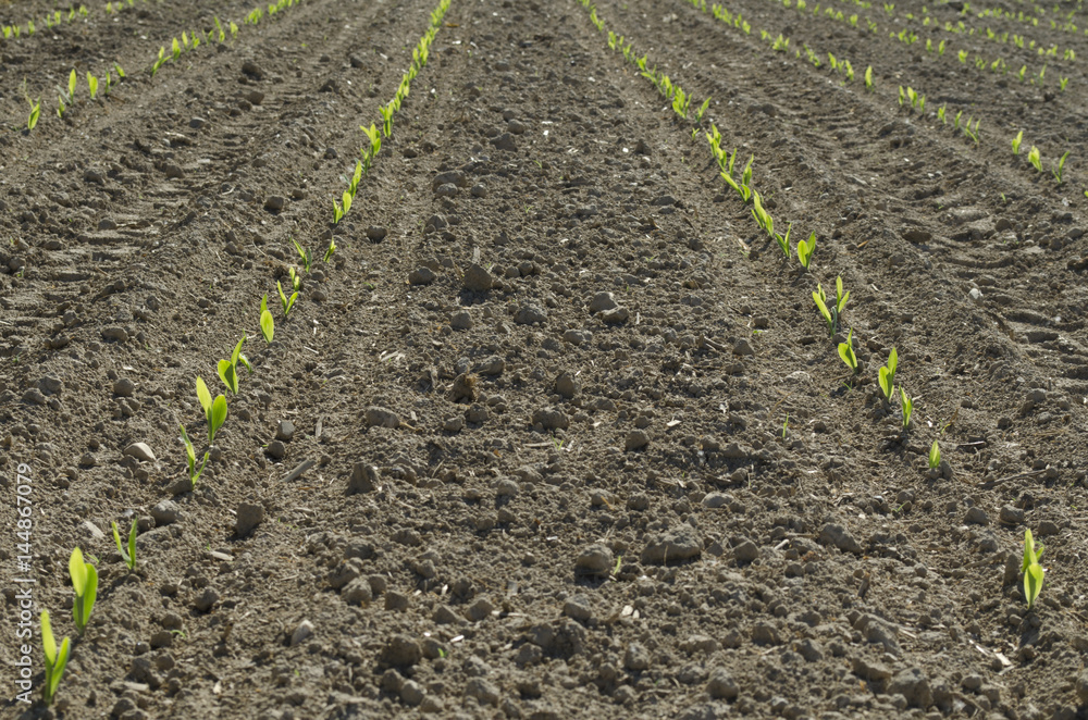 Farmland; Bud horticultural plants Farmland; Bud horticultural plants