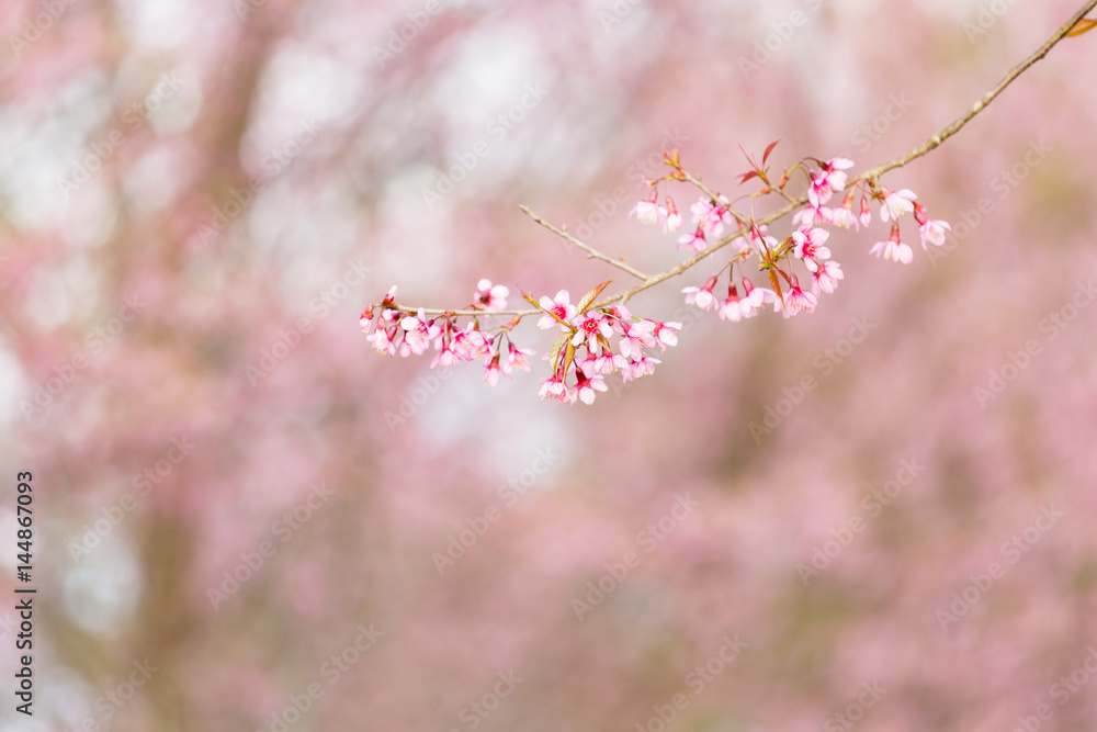 Wild himalayan cherry on tree in Thailand in the morning light. Wild himalayan cherry on tree in Thailand in the morning light.