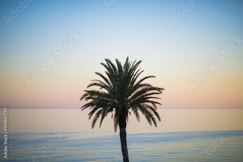 One palm tree silhouette on sunset tropical beach