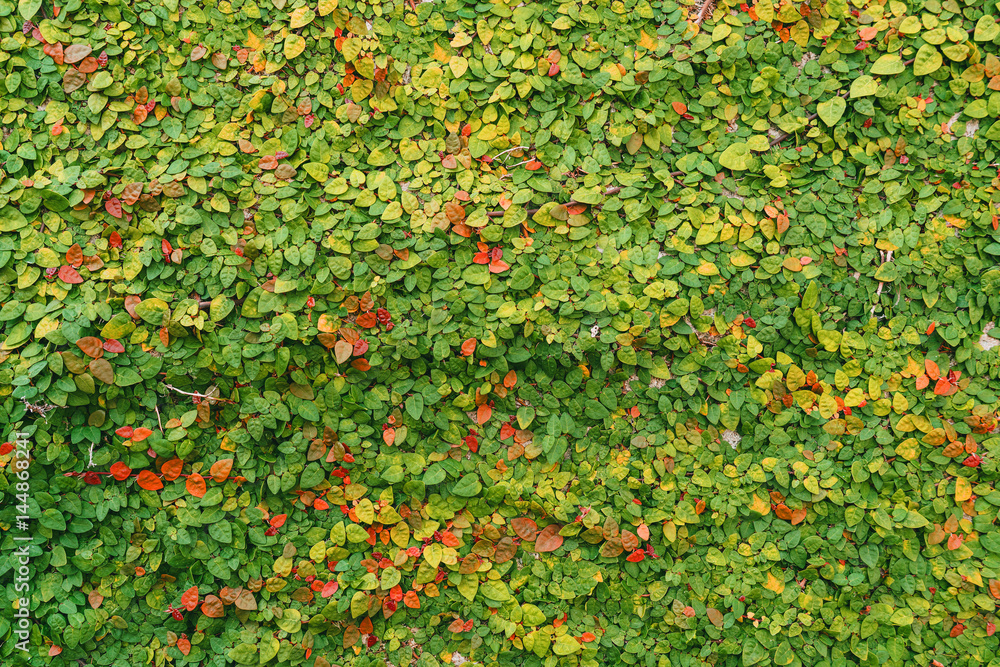 small tree grow on the rock wall use for wallpaper or background.. small tree grow on the rock wall use for wallpaper or background..