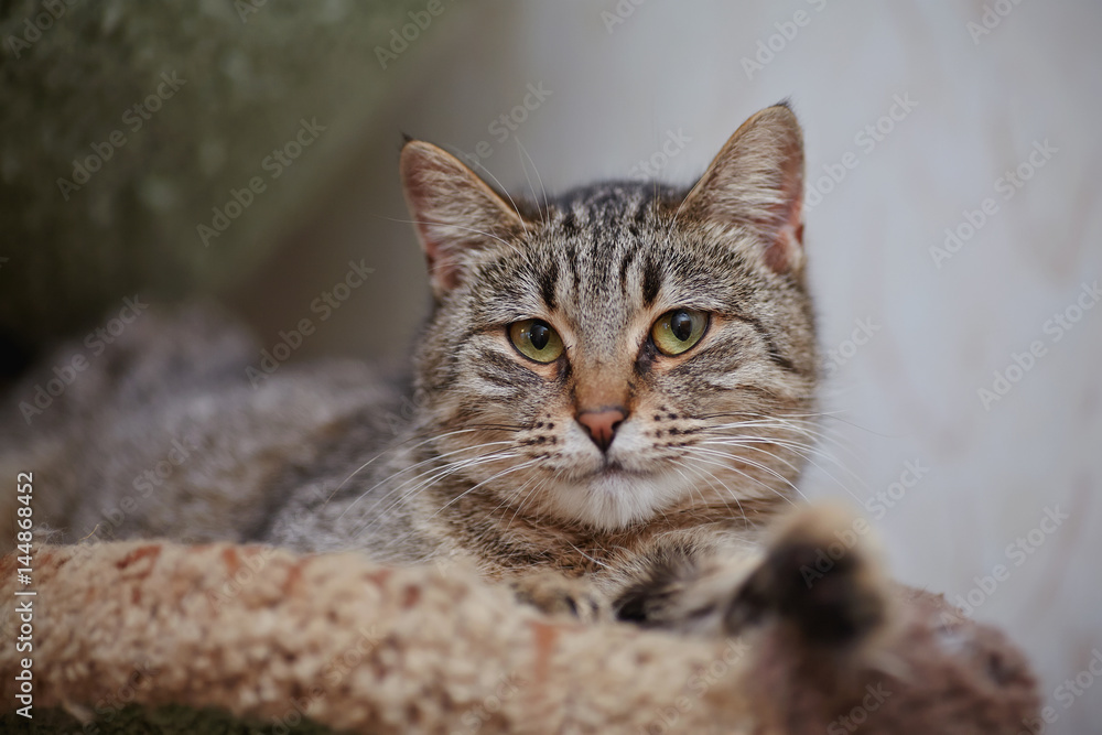 Portrait of the striped lying cat. Portrait of the striped lying cat.