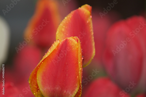 Tulips Red Single