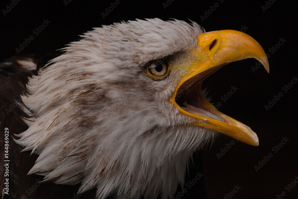 Obraz premium Der Weißkopfseeadler