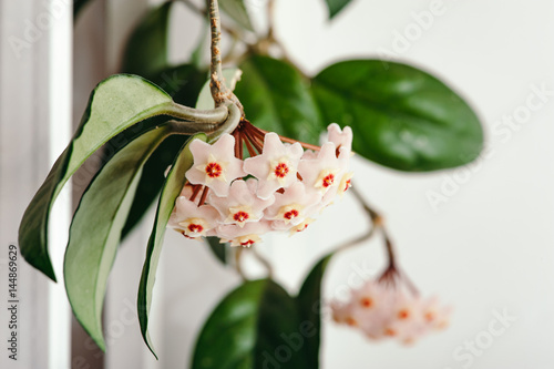 A bunch of delicate Hoya flowers on a white background close-up. Elegant flowers. Pure. photo