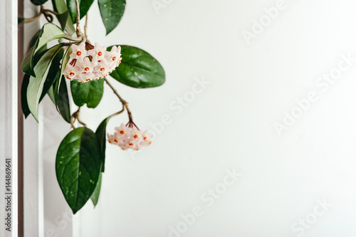 A bunch of delicate Hoya flowers on a white background. Pattern, Mock-up and free space. White texture. photo