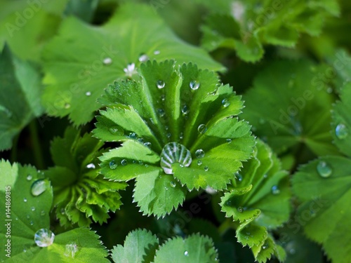 Lady's mantle - morning dew on the leaves