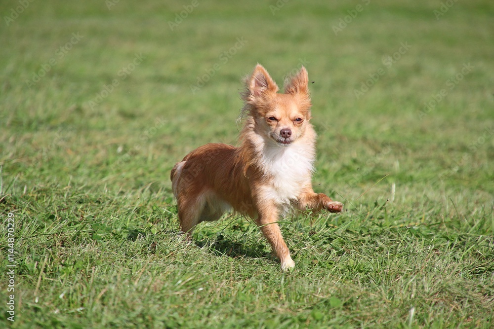 laufender chihuahua im Park laufender chihuahua im Park