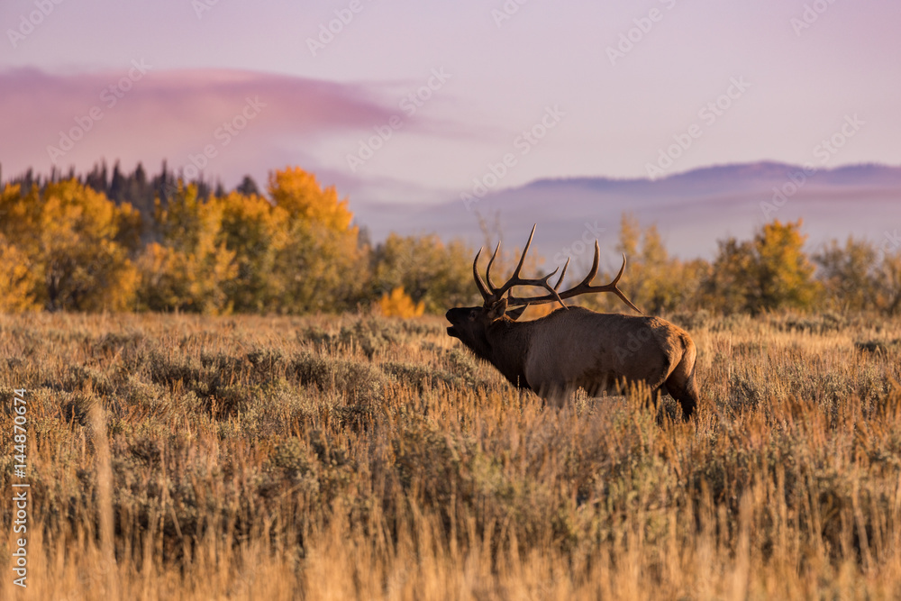 Obraz premium Bull Elk Bugling in the Rut