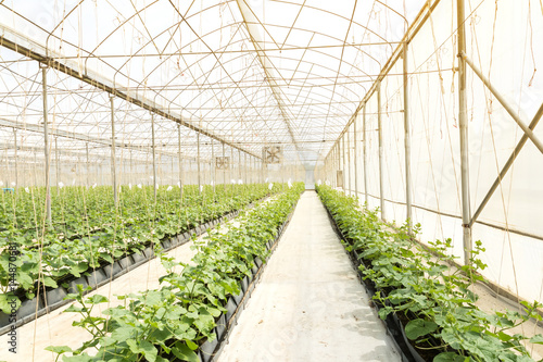Obraz na plátne Young cantaloupe growing in a greenhouse farm Thailand.