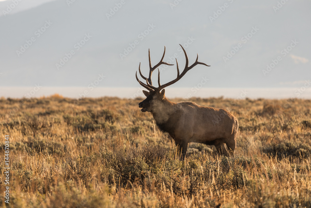 Bull Elk Bugling in the Rut Bull Elk Bugling in the Rut