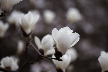 Keuken achterwand Magnolia Magnoliabloesems ontluiken in voorjaar  © anna1111986