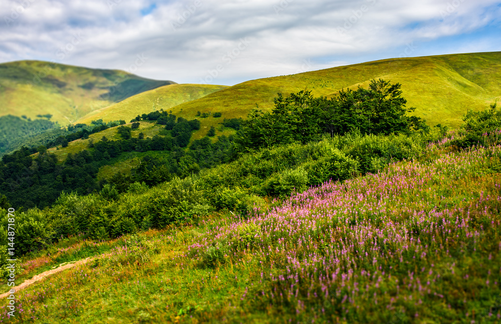 meadow with purple flowers in Carpathian mountains in summer meadow with purple flowers in Carpathian mountains in summer