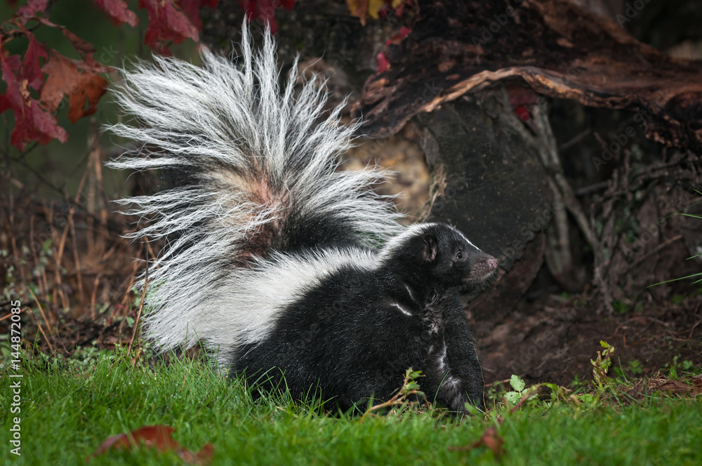 Striped Skunk (Mephitis mephitis) Stomps Feet Striped Skunk (Mephitis mephitis) Stomps Feet