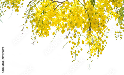 cassia yellow flowers no white background
