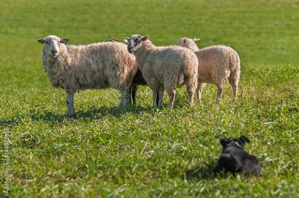 Group of Sheep (Ovis aries) Watched Closely by Stock Dog Group of Sheep (Ovis aries) Watched Closely by Stock Dog