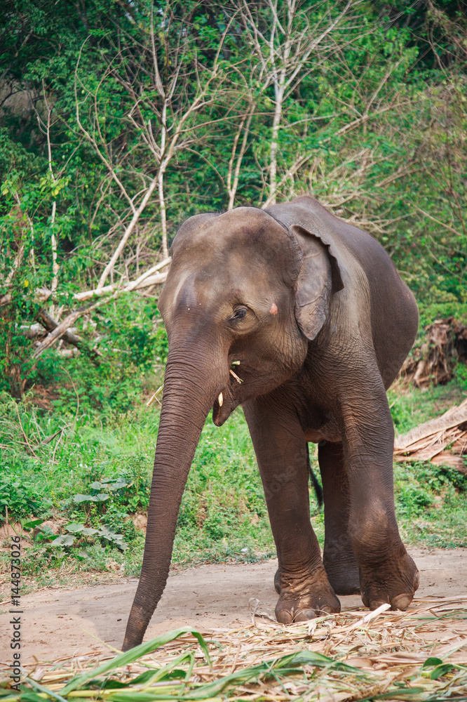 Obraz premium Asia elephants in Chiangmai,Thailand