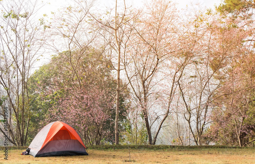 Tourist tent in camp among wild himalayan cherry at Forest Industry Organization Watchan, Mae Chaem, Chiang Mai, Thailand