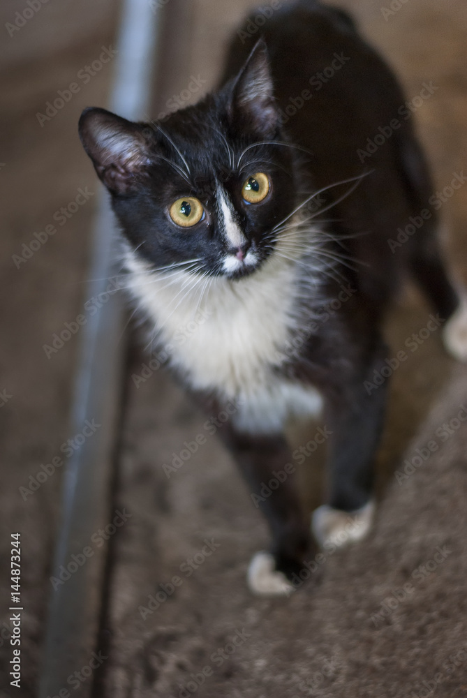 Portrait of a black cat with a white breast Portrait of a black cat with a white breast
