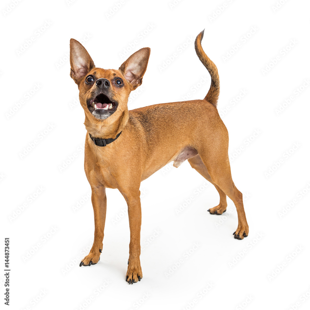 Happy Chihuahua Dog Standing - Isolated